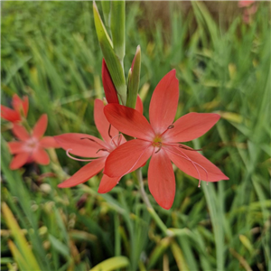 Schizostylis (Hesperantha) Coccinea 'Professor Barnard'